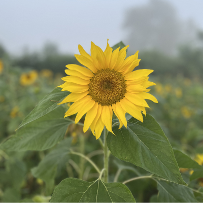 An autumnal view towards London's city skyline